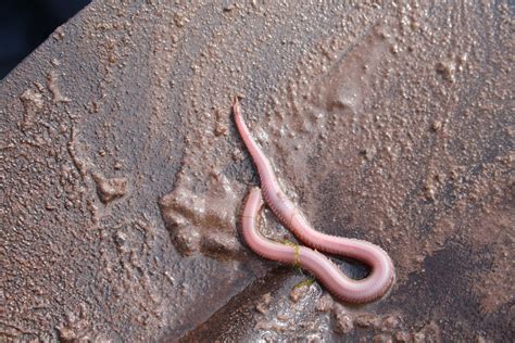  Bloodworm! How Does This Tiny Predator With Red Blood Navigate Its Way Through Marine Sediments?