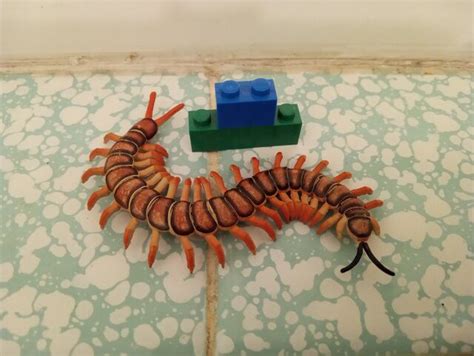  Centipede: What Curious Crawlers Can Teach Us About Decomposition and Resilience?