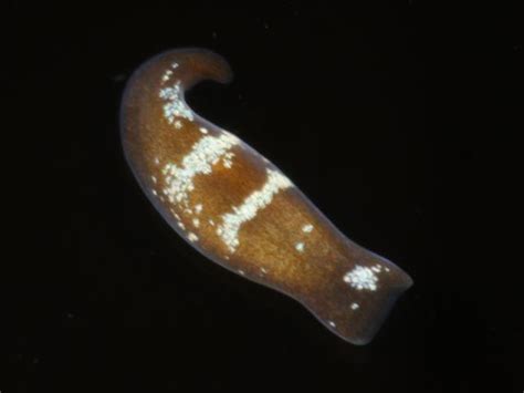  Convoluta! A Free-Living Flatworm Masterfully Navigating Its Miniature Aquatic World