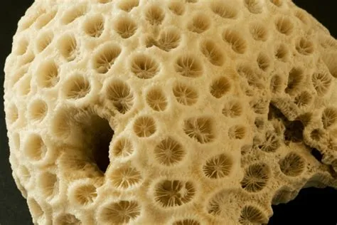  Millepora! A Sun-Loving Polyp Colony Living on a Calcium Carbonate Foundation