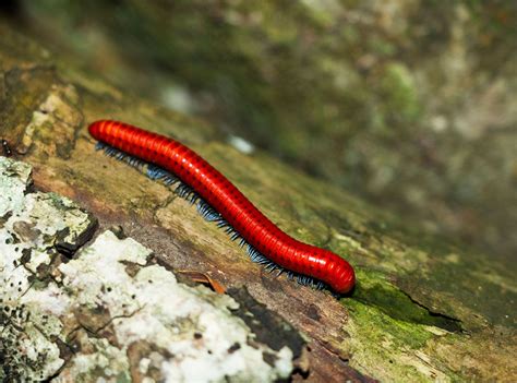 Millipedes:  Discover These Remarkably Abundant Arthropods With Many Legs Scattered Across the Forest Floor!