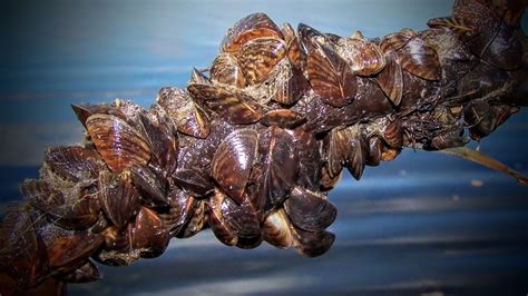  Zebra Mussel: Denizlerin Tehlikeli Bir Misafirinin Gizemli Hikayesi!