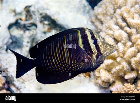  Zebrasoma Desjardinii: Bir mercan reifinin renkli mücevheri mi yoksa en gururlu balık mı?