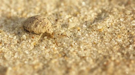  Antlion! Discover the Camouflaged Predator Lurking Beneath the Desert Sands