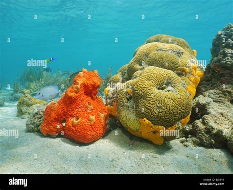 Encrusting Sponge!  This Remarkably Colorful Sea Creature Builds Its Home By Filtering Water And Excreting Skeletal Spicules