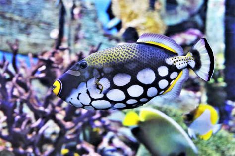  Grey Triggerfish: Bir Deniz Canavarı mı Yoksa Renkli Bir Oyuncak mı?