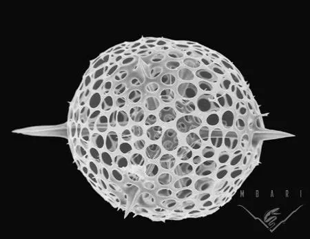  Radiolarian: Exploring Microscopic Worlds Where Tiny Skeletons Reign Supreme!