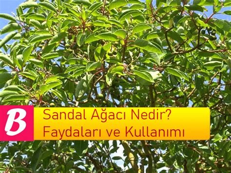  Sandal Ağacı Örümceği:  Bir Hayalet Gibi Dokunan Ve İncecik Bir Ağı Çizen Yaratıcı Bir Mimar!